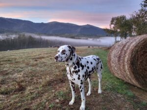 Dalmatian on a field